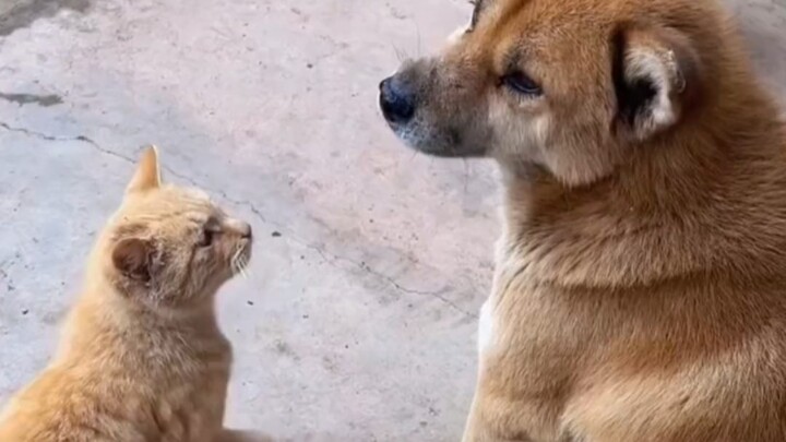 เจ้าเหมียวกำลังจะทำอะไรน่ะ?