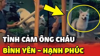 Cuộc sống BÌNH YÊN và HẠNH PHÚC của bé cún được ông DẮT ĐI CHƠI mỗi ngày 😍 | Yêu Lu