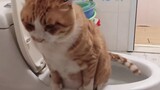 Bukankah suatu berkah memiliki kucing yang tahu cara menggunakan toilet?