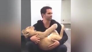Dù sư tử hay hổ có to lớn đến đâu thì nó vẫn là mèo