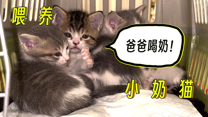 หลังจากให้นมลูกแมวตัวน้อยทั้ง 5 ตัว ฉันก็เข้าใจความเจ็บปวดของแม่สักที!