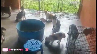 Feeding of different kind of cats