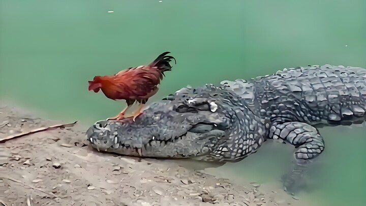 Cá sấu: Đừng sợ, anh em, anh ta chỉ có một mình thôi!