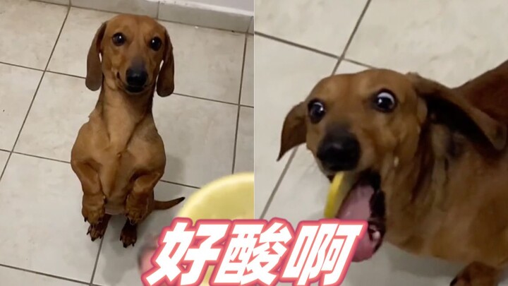 It made all the dogs giddy with sourness.
