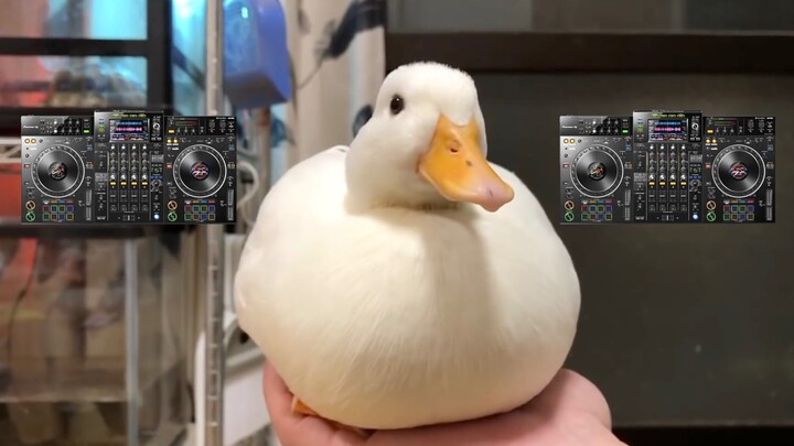 Turn this little cutie into an electronic track～