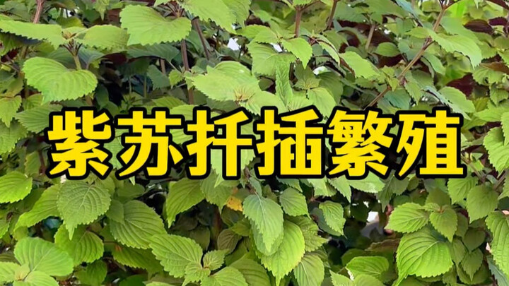 Perilla Propagation by Cuttings