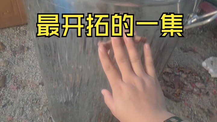 崩铁玩家对游戏最实用的《周边》