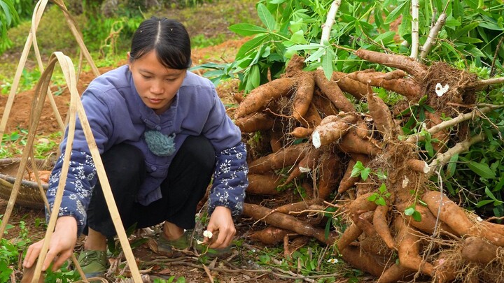 Setelah menanam singkong di gunung selama dua tahun, kami menggali puluhan kilo untuk dibuatkan maka