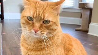 A Tabby Cat Who Hates All Living Things