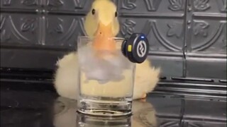 第一次喝冰水的鸭鸭：太刺激太过瘾了，甚至想钻进去冰泳一个