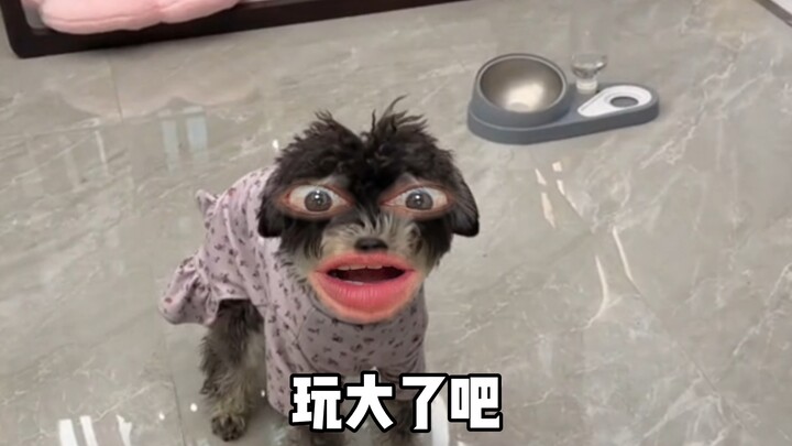 หมา: เล่นใหญ่ไปมั้ย?