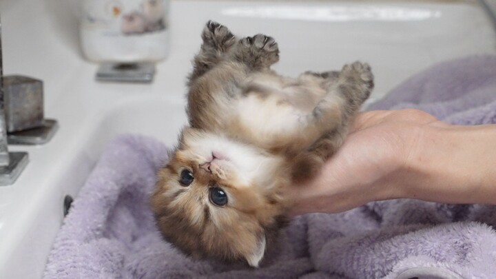 Can kittens take baths? Detailed answers from breeders