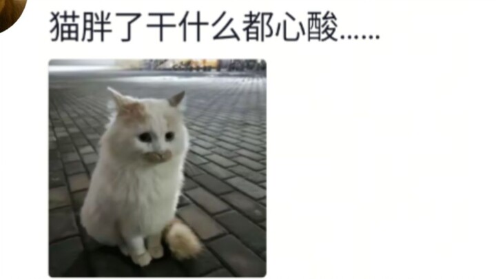 The whole world is laughing at Mi, and yet Mi is so funny!