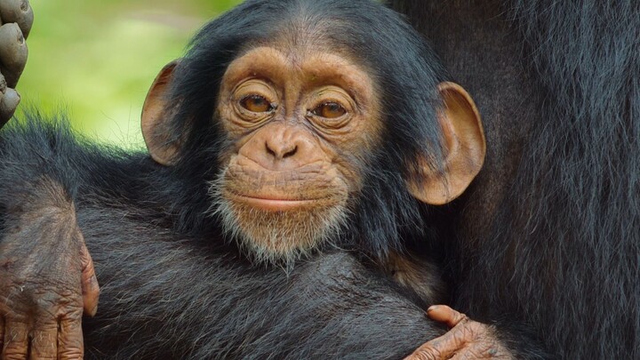 ชิมแปนซี: ดินแดนปาซานฉู่สุ่ยอันหดหู่ ลูกชายของข้าก็ยังน้ำลายไหลไม่หยุด