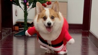 Anak anjing Natal ini pasti akan menyembuhkan semua kesedihanmu