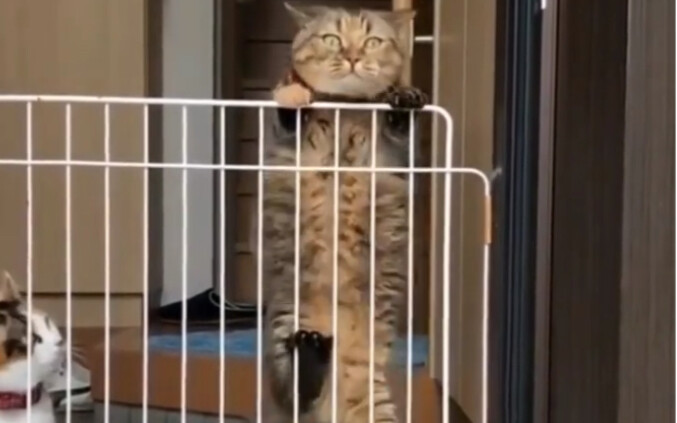 Câu chuyện này dạy chúng ta: Đừng lúc nào cũng chỉ đứng xem cho vui.