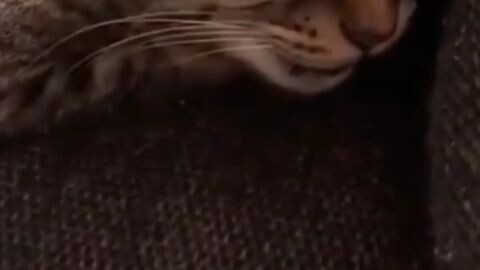 Kucing Comel😍