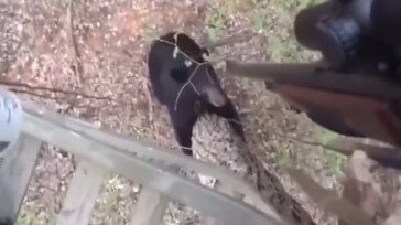 رجل في الخارج واجه دبًّا في البرية، والنتيجة كانت مذهلة.