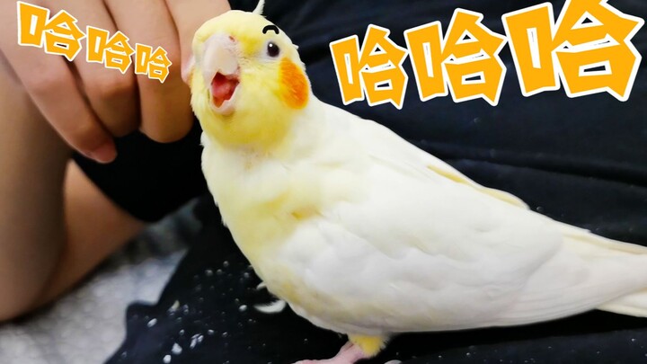 Found the parrot's ticklish spot—just poke it and it bursts into laughter! Hahahaha!