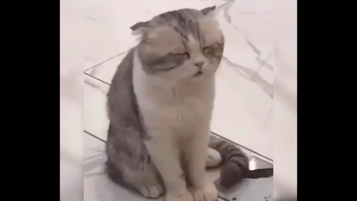 Funny video collection of stupid animals