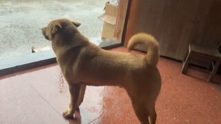Ah Huang likes watching the rain very much. Could it be that he has something on his mind?