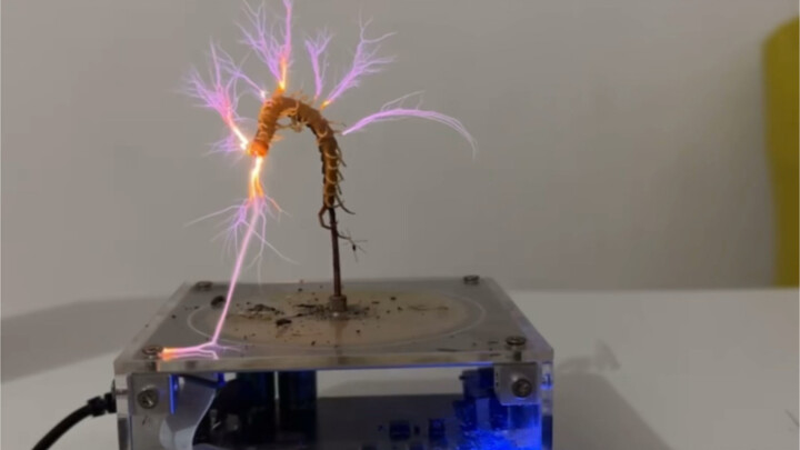 Centipede undergoing tribulation!