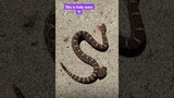 A headless Rattlesnake bites itself ☠️