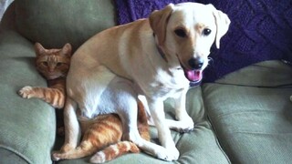 Funny animals - Funny cats / dogs - Funny animal videos 120