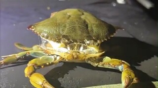 In case you haven't seen a crab shed its shell, check out this video to see how weird it is.