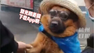 Anjing polisi Hangzhou yang terkenal di internet, "Hey Yan", sedang mempromosikan aplikasi Pusat Ant
