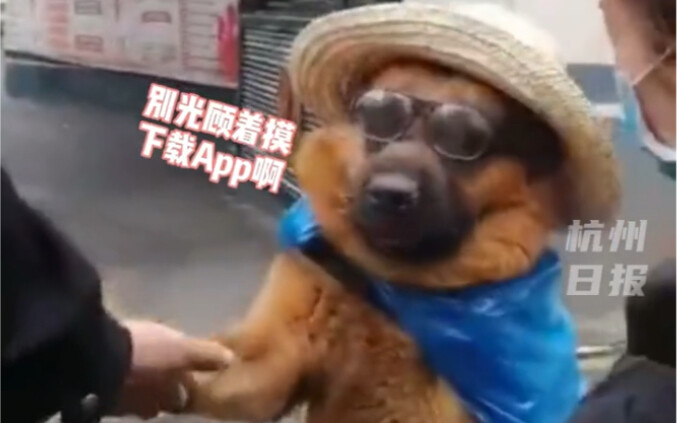 Anjing polisi Hangzhou yang terkenal di internet, "Hey Yan", sedang mempromosikan aplikasi Pusat Ant