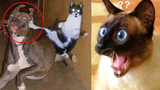 These Funny Pets Will Make You Laugh All Day Long 😹