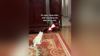 Vừa thưn vừa buồn cười 😂 Súmeo mèo cat