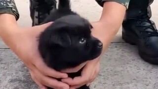 Anak anjing yang lahir di kamp militer akan menjadi anjing militer yang hebat di masa depan