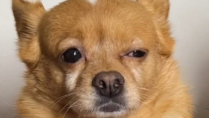 Do dogs care about looks too?