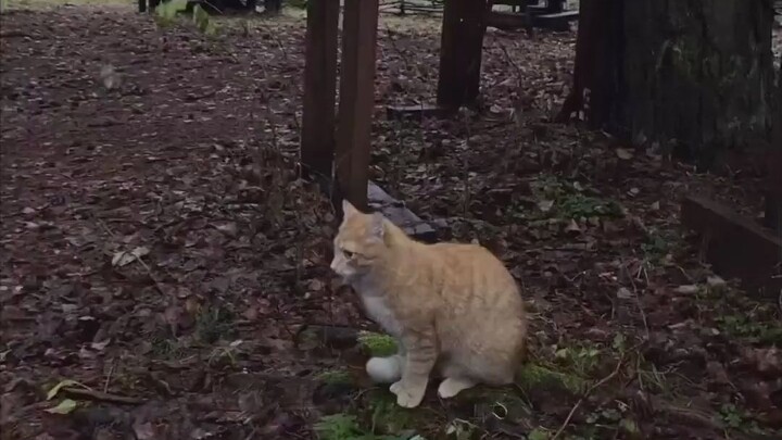 สุดยอดความท้าทายของแมวมังสวิรัติ