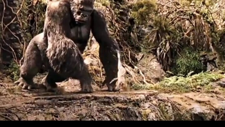 kingkong aja bisa jatuh cinta apa lagi kamu😁