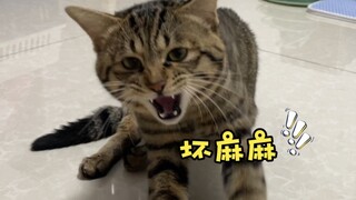 The kitten fell off the bed in the middle of the night and howled for more than a year in 8 minutes