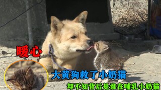 大黄狗背着主人救下小奶猫，却不知道谁在哺乳，监控记录下温馨瞬间！