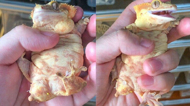 A super-chubby lizard lies obediently in your hand! Its plump, tender texture is simply amazing!
