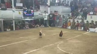 3 Sisters GF Random Fights
