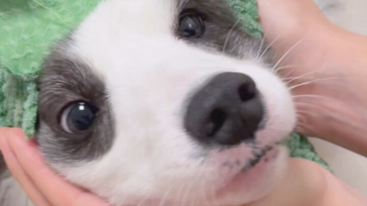 People and the puppy are both happy and unhappy this week.