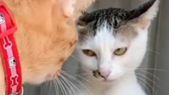 I really love this quirky cat!