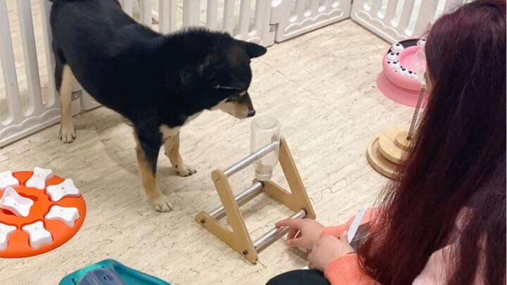 Mengajak kalian melihat cara bermain yang berbeda di kafe anjing