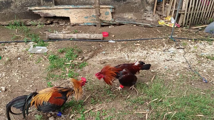 Mclean Kelso VS Navajero Gilmore spar
