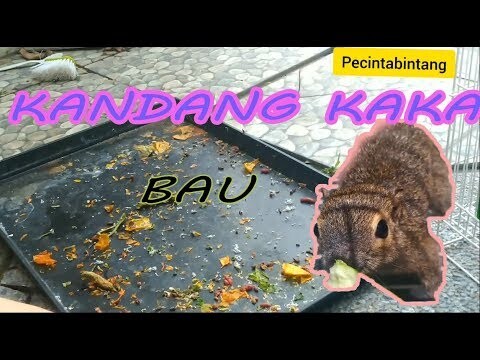 HARI LIBUR.. SAATNYA BERSIHKAN KANDANG SI KAKA| PECINTA BINTANG