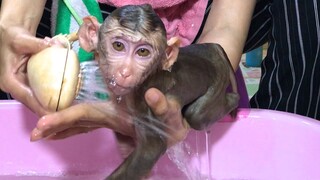 Mom shower for Coconut monkey