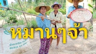 แม่รำไพ#แย่ไข่มดแดง/บ้านดองกาฬสินธ์ุ