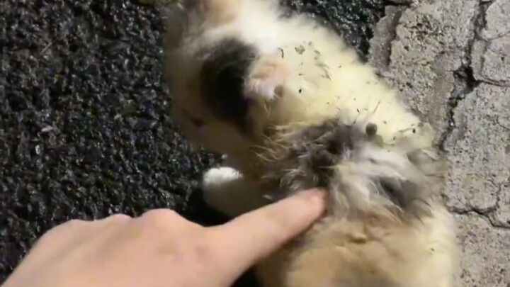 I can’t believe we got such a lucky fate—snatched the “Liu Yifei of the cat world” right out from un