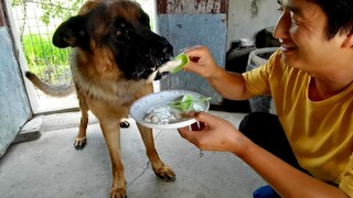 Saya memberikan es krim susu kepada anjing itu. Gembala Jerman sangat senang karena dia memakan dua 